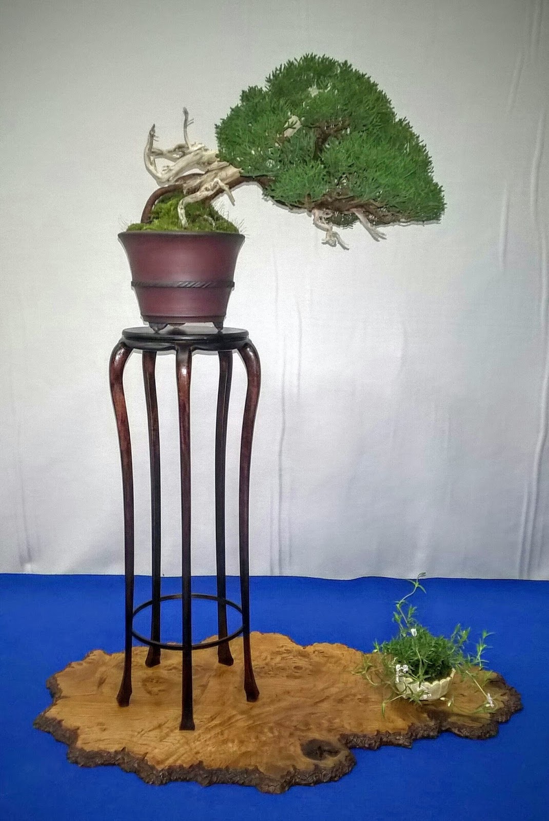 Bespoke Bonsai Stands Bespoke Bonsai Stands in use at the 2016 Noelanders Trophy