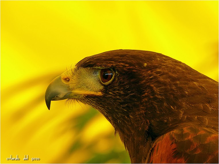 emphoka, photo of the day, RJ Schacht, Panasonic DMC-FZ150 emphoka, photo of the day, RJ Schacht, Panasonic DMC-FZ150