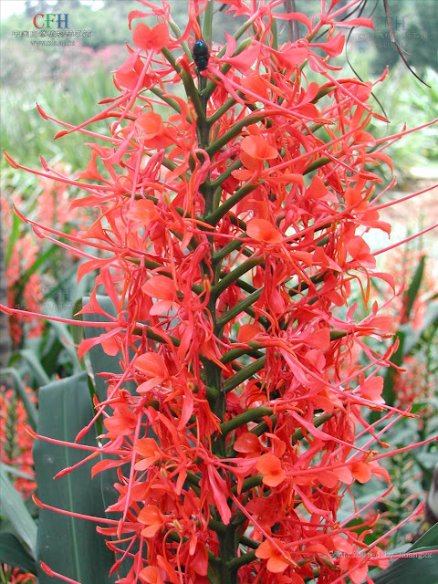 Flor de Hedychium coccineum