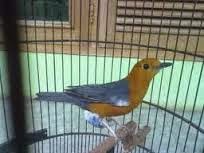 Anis Macet Bunyi Anis Macet Bunyi