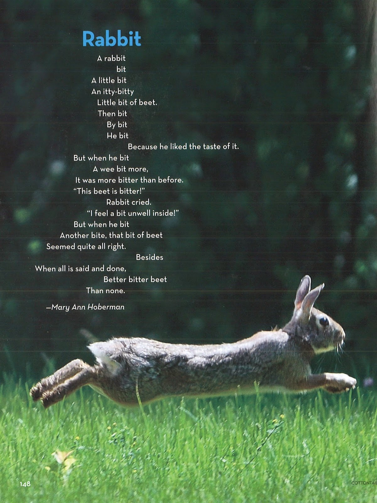 kurious kitty s kurio kabinet poetry friday bunnies