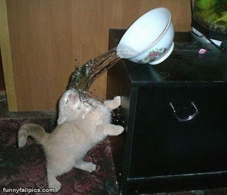 funny cat pic pulling bowl of water onto itself