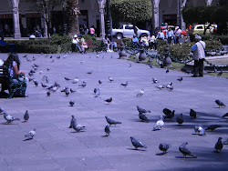 Plaza de pigeons