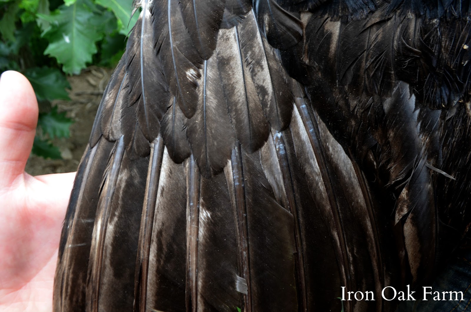 Trimming Turkey Feathers | Community Chickens