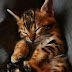 Life expectancy in Bengal Cats