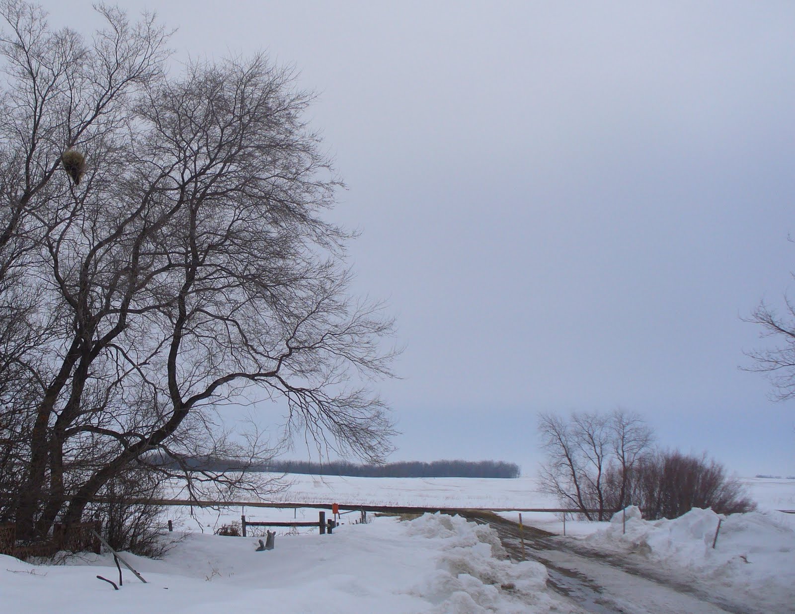 Anita Mae Draper Porcupine Damage