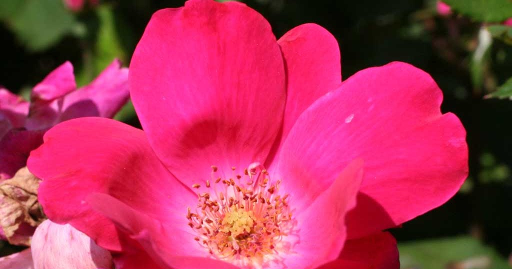 Poppular Photography Rose Blooming in Lexington Kentucky