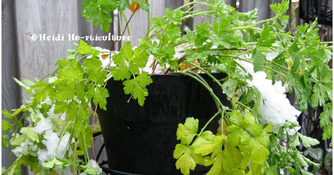 Heidi Horticulture Cold (Frost) Tolerant Herbs