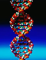DNA - deoxyribonucleic acid