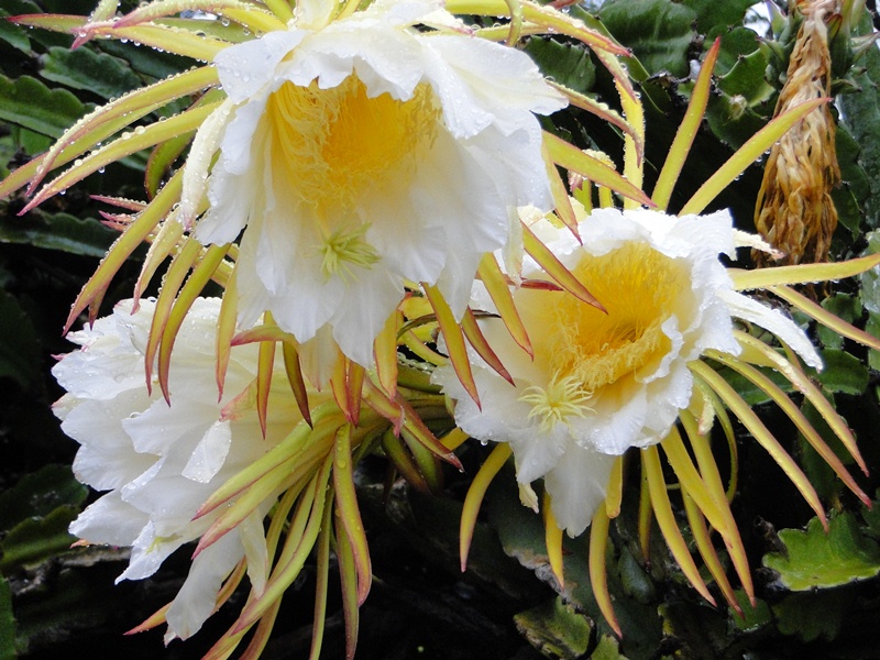 Inspiring Nature Photography By Carol Reynolds Cereus Night Blooming