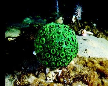 Dangerous [Isla] Pulpo+dumbo+esponja+globo+verde