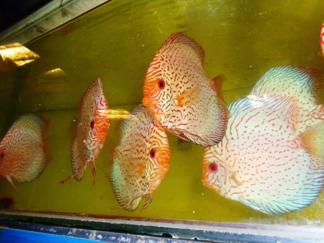 Red snakeskin discus 1