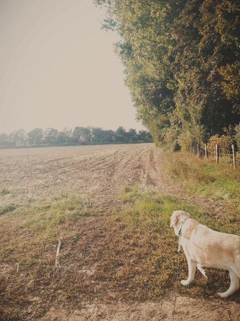 Mr Apollo, the awesome Labrador puppy