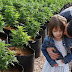 El caso de Charlotte, cuando la mariguana se vuelve milagrosa