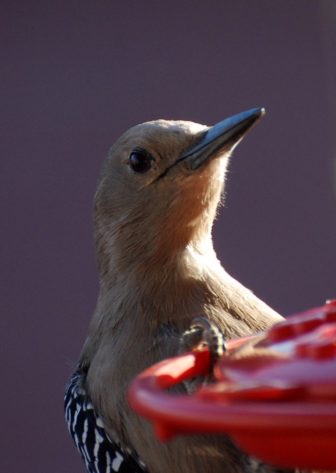 Birding Is Fun!: Discovering What Woodpeckers Eat
