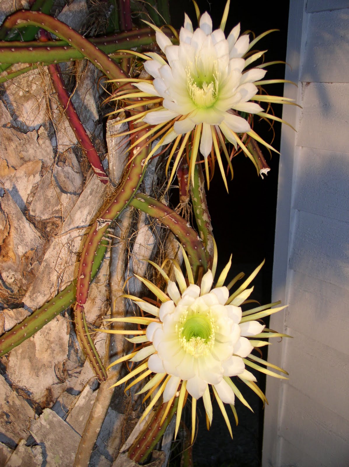 Florida Flowers and Gardens Night Blooming Cereus