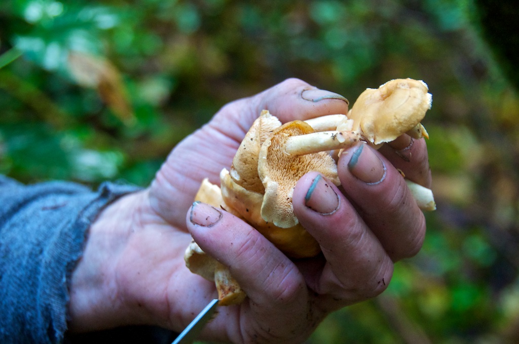 Winter Mushrooms Langdon Cook