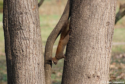 Veverita Sciurus vulgaris Red Squirrel Scoiattolo Écureuilroux Eichhörnchen Európai mókus