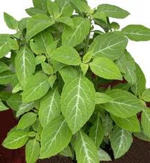 La Salvia, Planta Medicinal La Salvia, Planta Medicinal