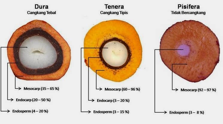 Fisiologi Benih Kelapa Sawit Fisiologi Benih Kelapa Sawit