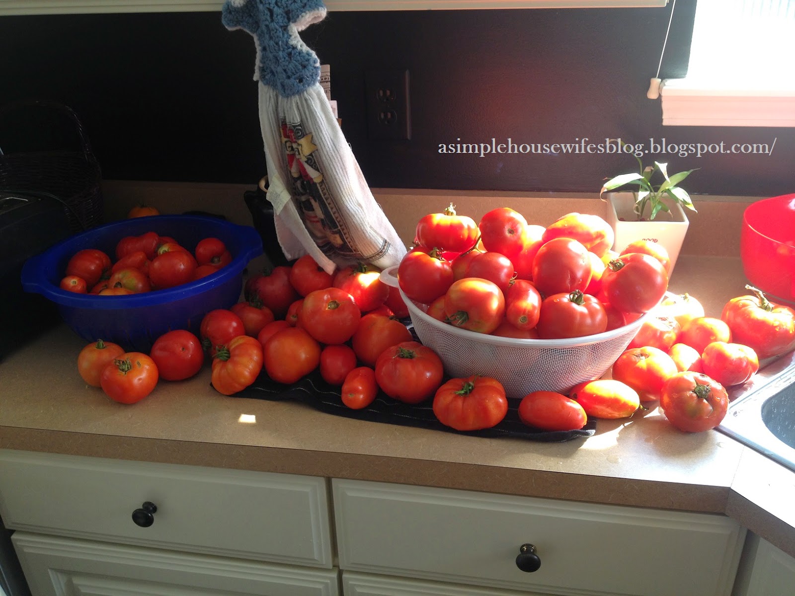 A Simple Housewife How I Fertilize My Tomatoes and Avoid Blossom End Rot