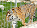 Paphos Zoo Paphos Zoo
