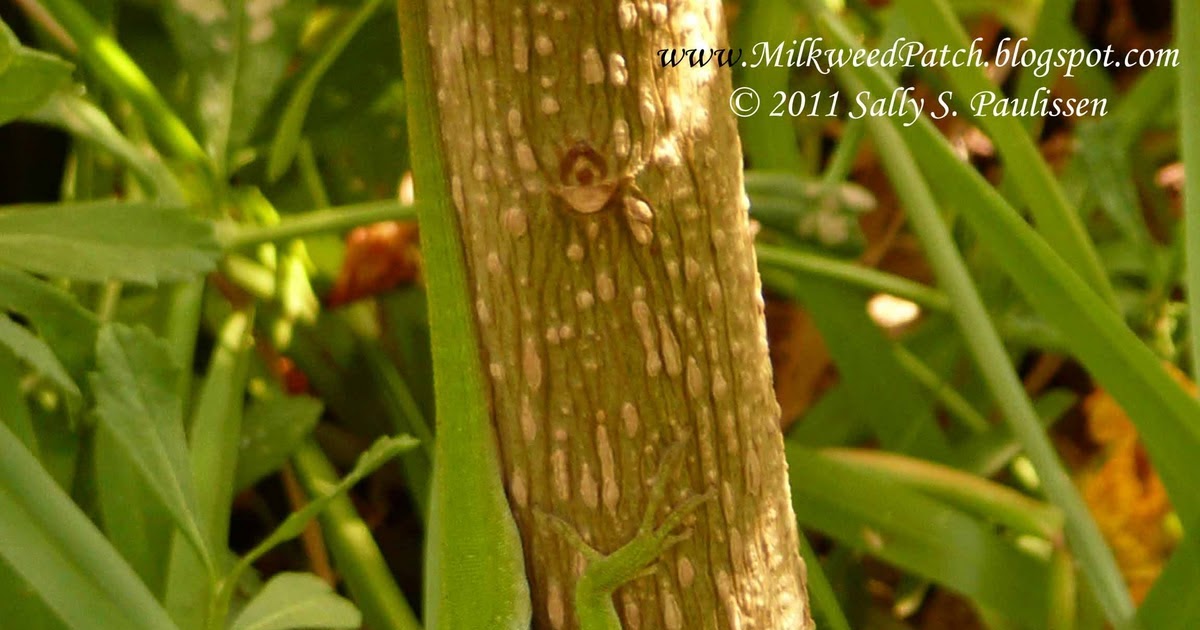 Dogs Eating Milkweed Dogs Eating Milkweed