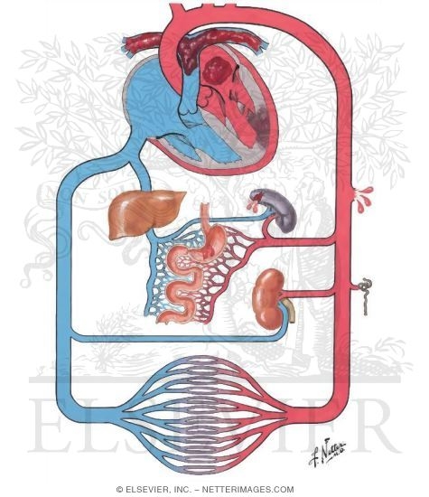 Shock Medical