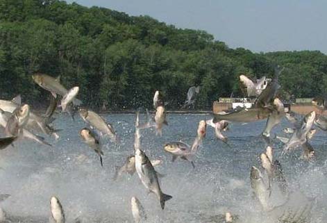 Asian carp in pennsylvania Brintey spears vagina