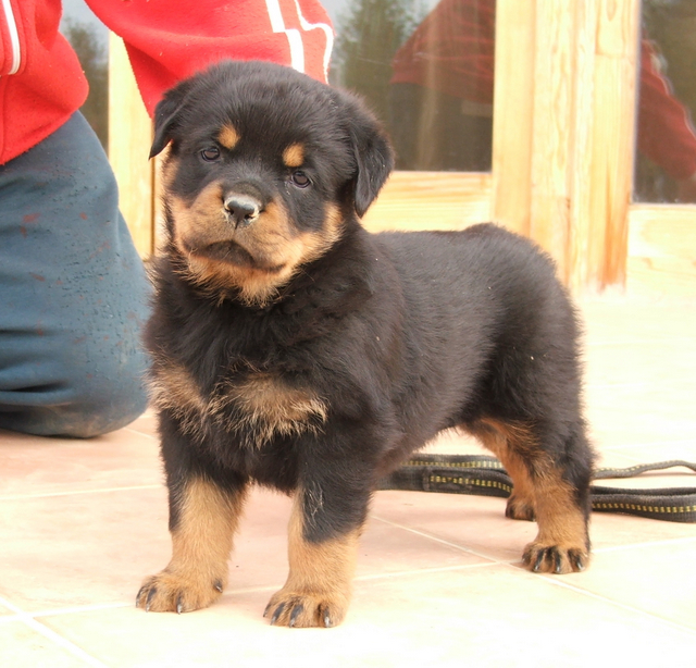Teacup Rottweiler