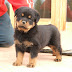 Teacup Rottweiler