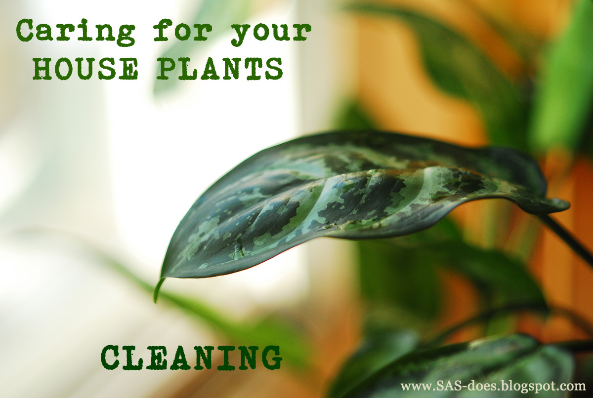 Cleaning house plants SAS does Cleaning house plants