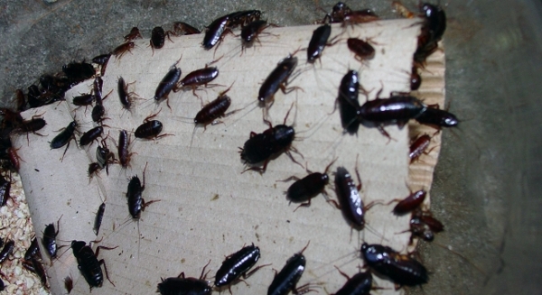 Al menos un millón de cucarachas escapan de un criadero en China