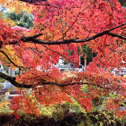 Koyasan