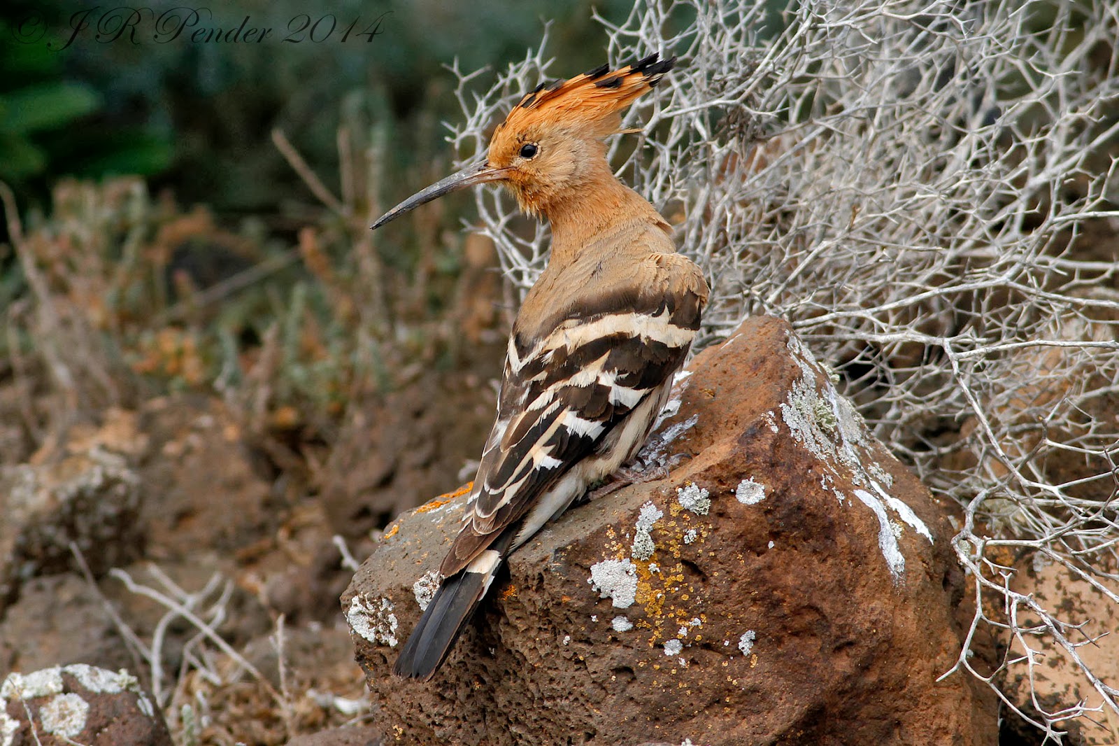 Joe Pender Wildlife Photography Lanzarote Part 1