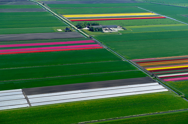 Fotos aéreas de plantações de tulipas na Holanda