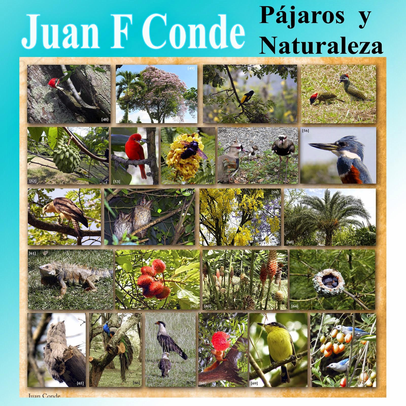 Juan Conde, Pájaros y Naturaleza