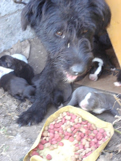 Perra+rescatada+por+zoonosis