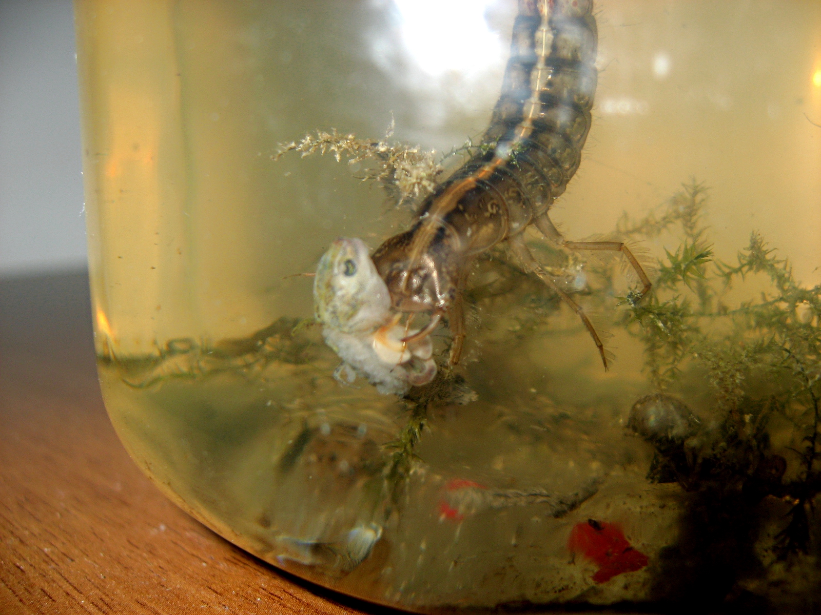 Salamandre & co. Dytiscus marginalis larvae