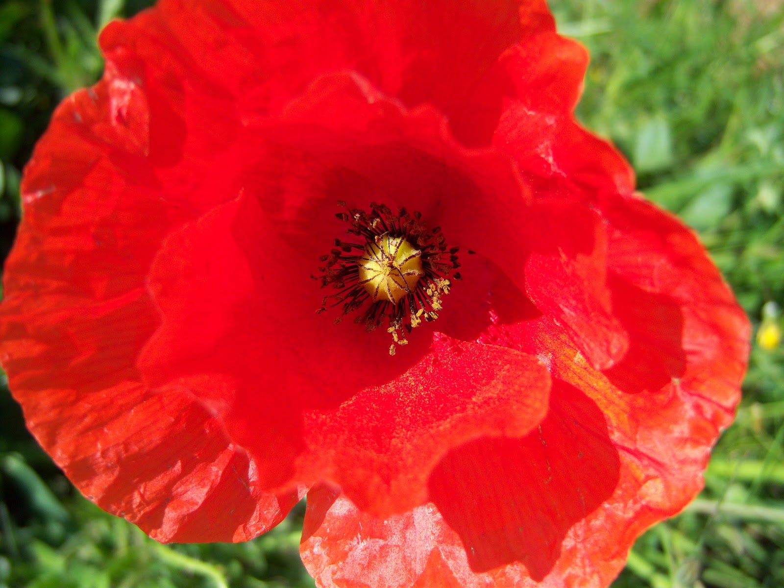 Resultado de imagen para La flor de Cataluña  imagen