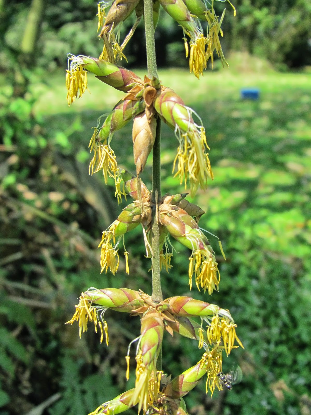 Dixie's Malaysian Botanical Blog A Botanist's Dream Bamboo Flowers