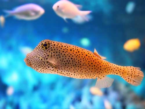 Most Popular Best Pets In The World - Fish Most Popular Best Pets In The World - Fish