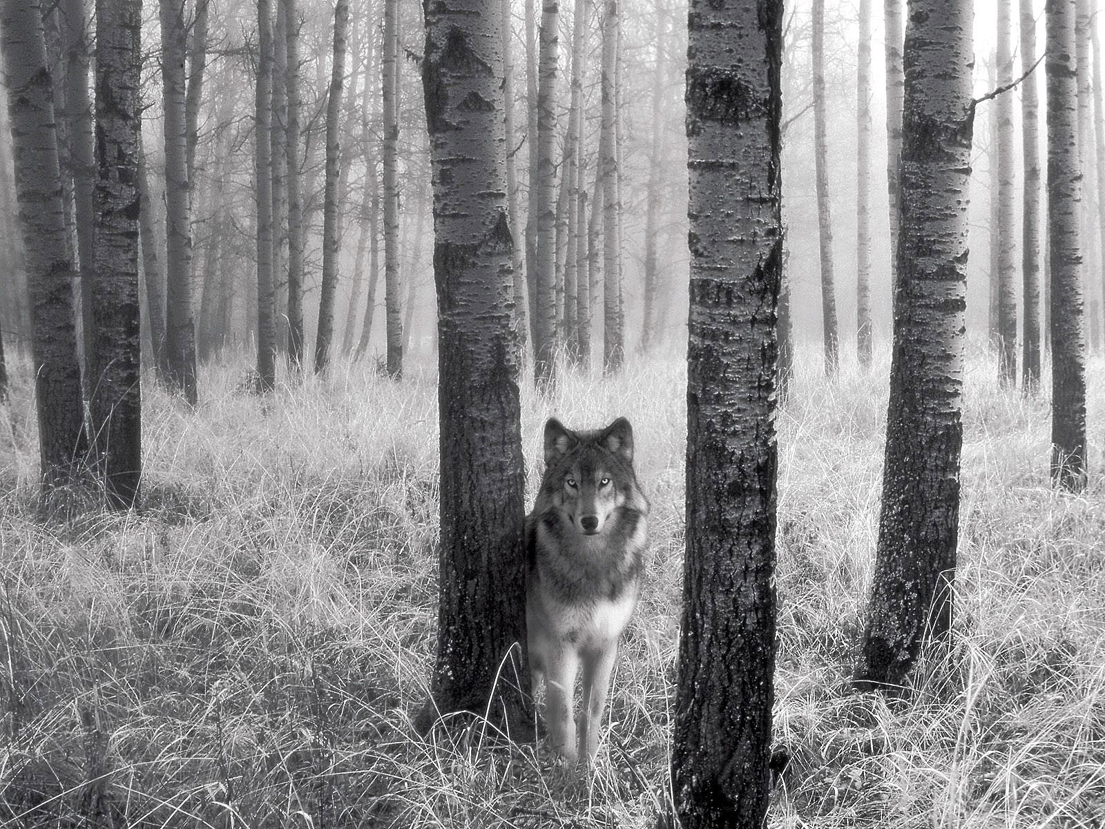 Beautiful Wolf Photography