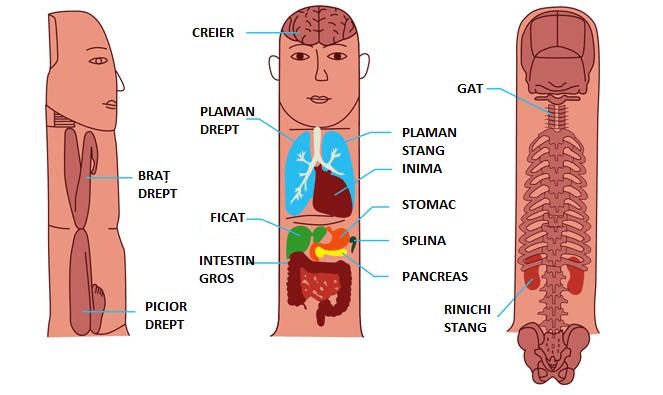 HEALTH Portation curated news: SUJOK BACK PAIN - SuJok IMAGINI CHARTS 3