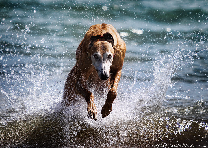Little Friends Photo Fastest Dogs on Earth