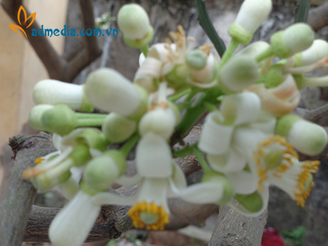 hương hoa bưởi hương hoa bưởi