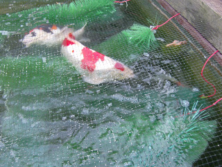 diy-spawning-ropes-koi-pond-cylinder.jpg