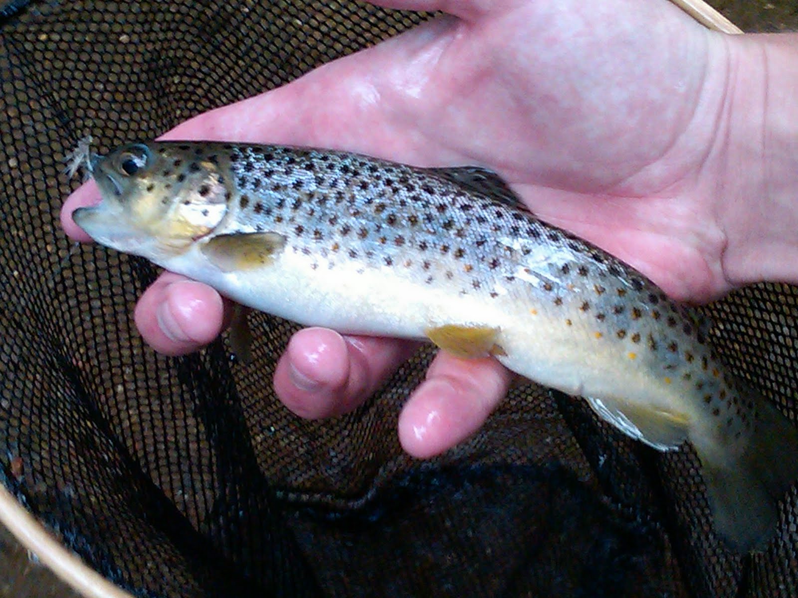 The Life of Jim...Fishing and Everything in Between North Trout