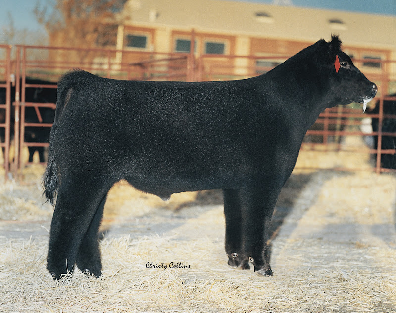 Grand Champion Steer at 2012 Fort Worth Stock Show Sired by Heat Wave