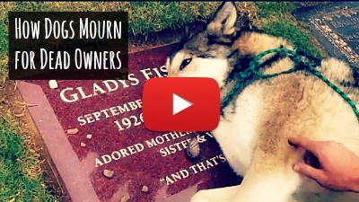 Watch how Man's best friend dogs mourns the death of their owners as the emotional being grieves the passing of their beloved companion via geniushowto.blogspot.com emotional dog videos